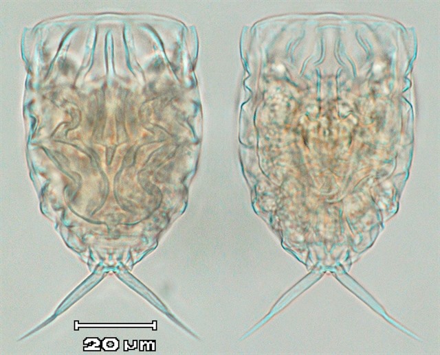 Five new rotifer species found in central Vietam