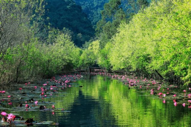 The beauty of water lily season on Yen stream