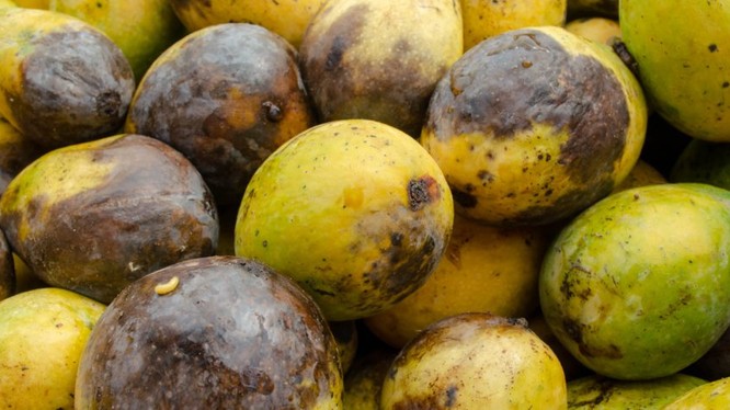 Ngay cả mẹ của CEO kiêm nhà sáng lập trang web Pinduoduo, Colin Huang, cũng đã nhận được những sản phẩm kém chất lượng khi bà mua hàng từ website của con trai. Cụ thể, khi bà đặt mua lô xoài trên Pinduoduo, một số quả đã bị thối rữa ngay khi nhận hàng. (Ả