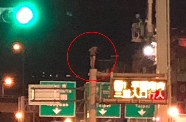 Cô gái mặc quần đùi trèo cột đèn cao 8m khiến cảnh sát hết hồn - 1