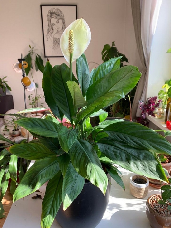 9 loại cây cảnh giúp hút ẩm cho ngôi nhà - 2