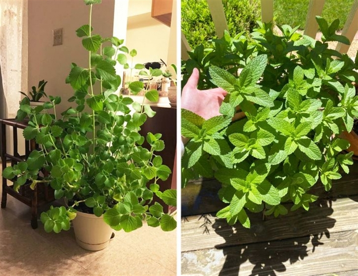 9 loại cây cảnh giúp hút ẩm cho ngôi nhà - 5