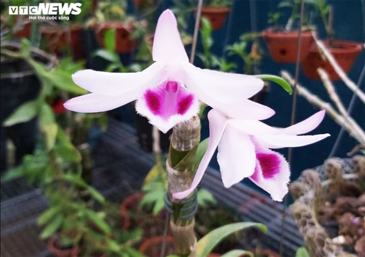 Tình cảnh nhiều người bỏ tiền tỷ 'ôm' lan đột biến - 1