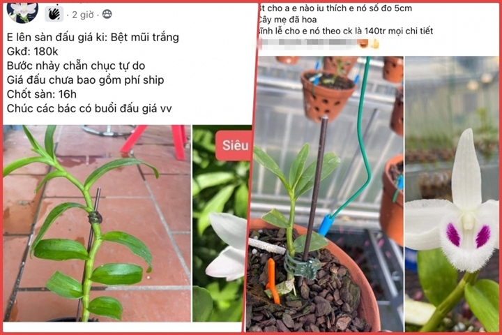 Lan đột biến tiền tỷ biến thành 'của nợ' - 1