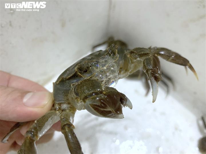 Bỏ gần triệu ăn 'cua lông Thượng Hải', gần như chắc chắn bị lừa - 2