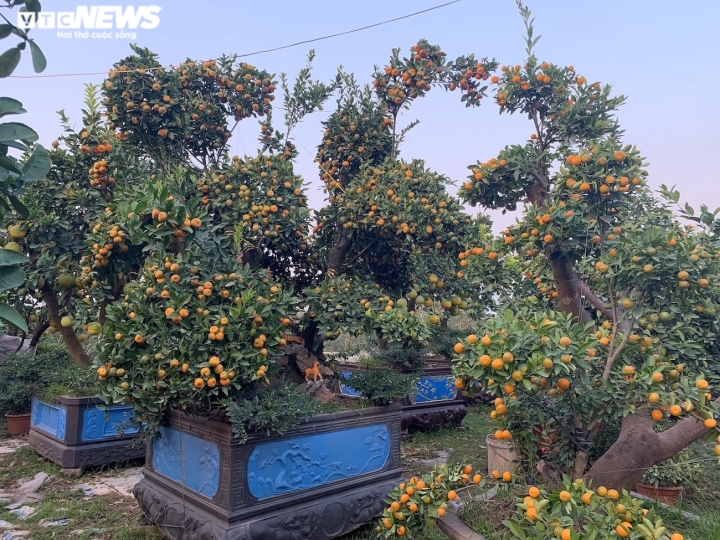 Hàng độc trăm triệu chơi Tết: Quất, chanh sai lúc lỉu trên thân bưởi cổ thụ - 2