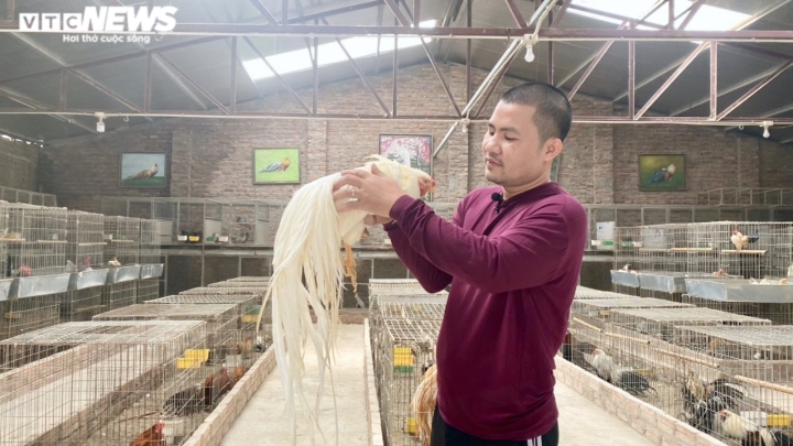 Trưởng phòng bỏ việc lương nghìn USD về quê chăn giống gà lạ đắt ngang xe SH - 1