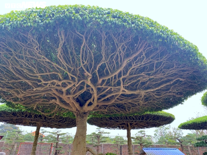 Ảnh: Vườn sanh lọng độc nhất vô nhị trị giá hàng chục tỷ đồng - 10