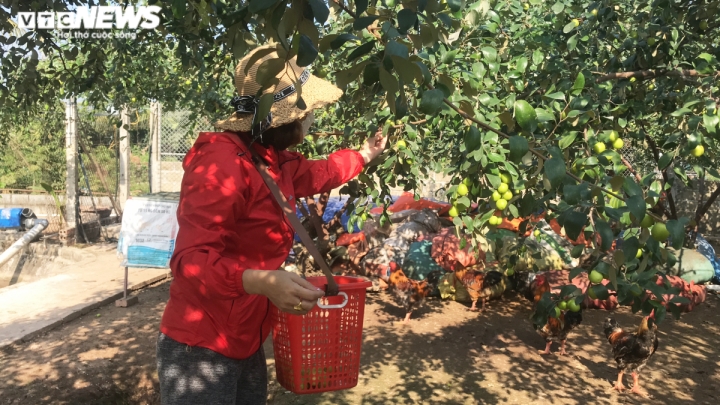 Ảnh: Đặc sản táo muối Hải Phòng mất mùa, người dân 'đỏ mắt' tìm mua - 1