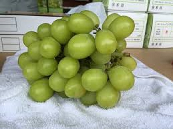 Nho sua Nhat Ban dat do duoc trong the nao? hinh anh 11