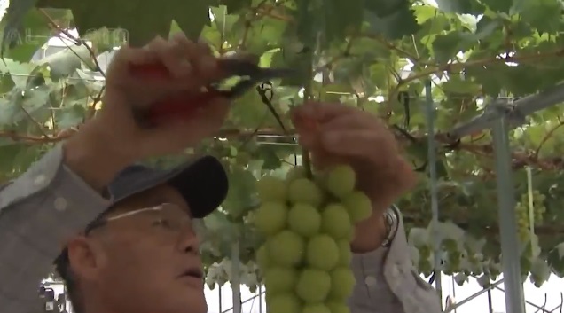 Nho sua Nhat Ban dat do duoc trong the nao? hinh anh 12