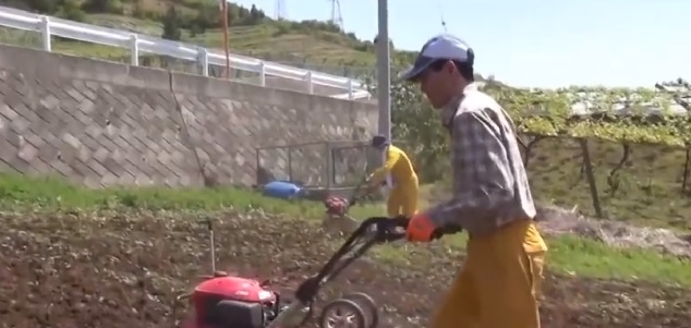 Nho sua Nhat Ban dat do duoc trong the nao? hinh anh 3