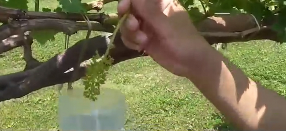 Nho sua Nhat Ban dat do duoc trong the nao? hinh anh 4