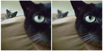 Lytro-Cat-comparison_610x30.jpg