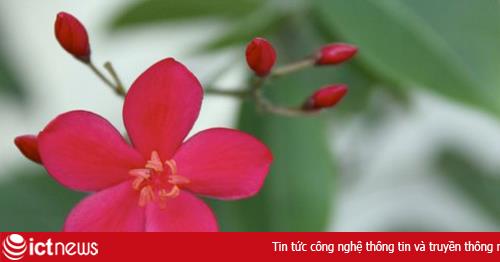 Bí quyết chụp hoa đẹp ngày Tết