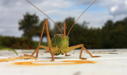 iphone-close-up-photo-grasshopper.jpg