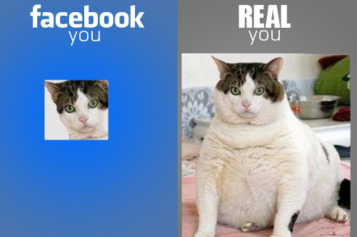 Facebook_Cat.jpg
