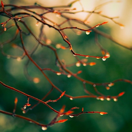 branch-water-drops-by-retinaipadwalls.jpg