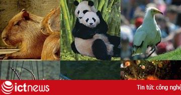 Internet đe dọa các loài có nguy cơ tiệt chủng