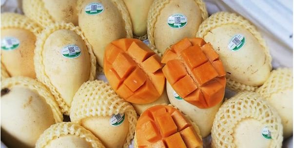 Lên đời xoài Cát Chu thành 