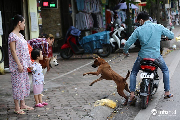 Hà Nội xem xét gắn chip cho chó để quản lý