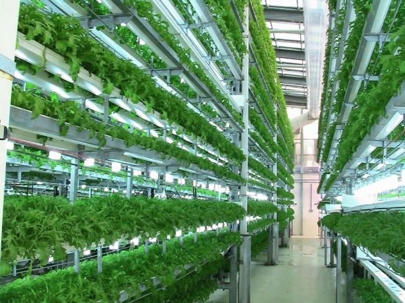 Hà Nội áp dụng nhiều giải pháp khuyến khích phát triển nông nghiệp công nghệ cao