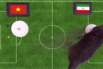 Mèo "tiên tri" Cass dự đoán sốc kết quả trận Việt Nam vs Iran