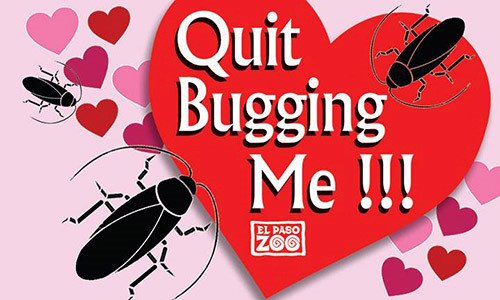 Quà Valentine 'bá đạo': Lấy tên người yêu cũ đặt cho gián, rắn độc