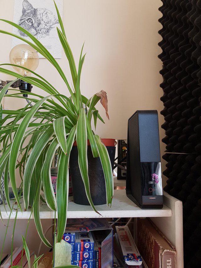 Tấm ảnh gây sốt trên Reddit: cây đặt cạnh thiết bị phát Wi-Fi không mọc nổi lá, sự thật thế nào? - Ảnh 1.