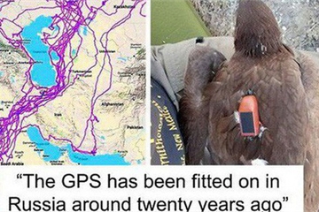 Con đại bàng với thiết bị GPS cho thấy "hành trình ngàn dặm" của nó sau 20 năm đáng nể như thế nào