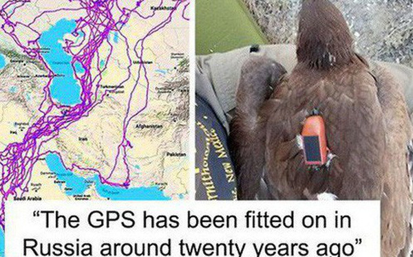 Con đại bàng với thiết bị GPS cho thấy 