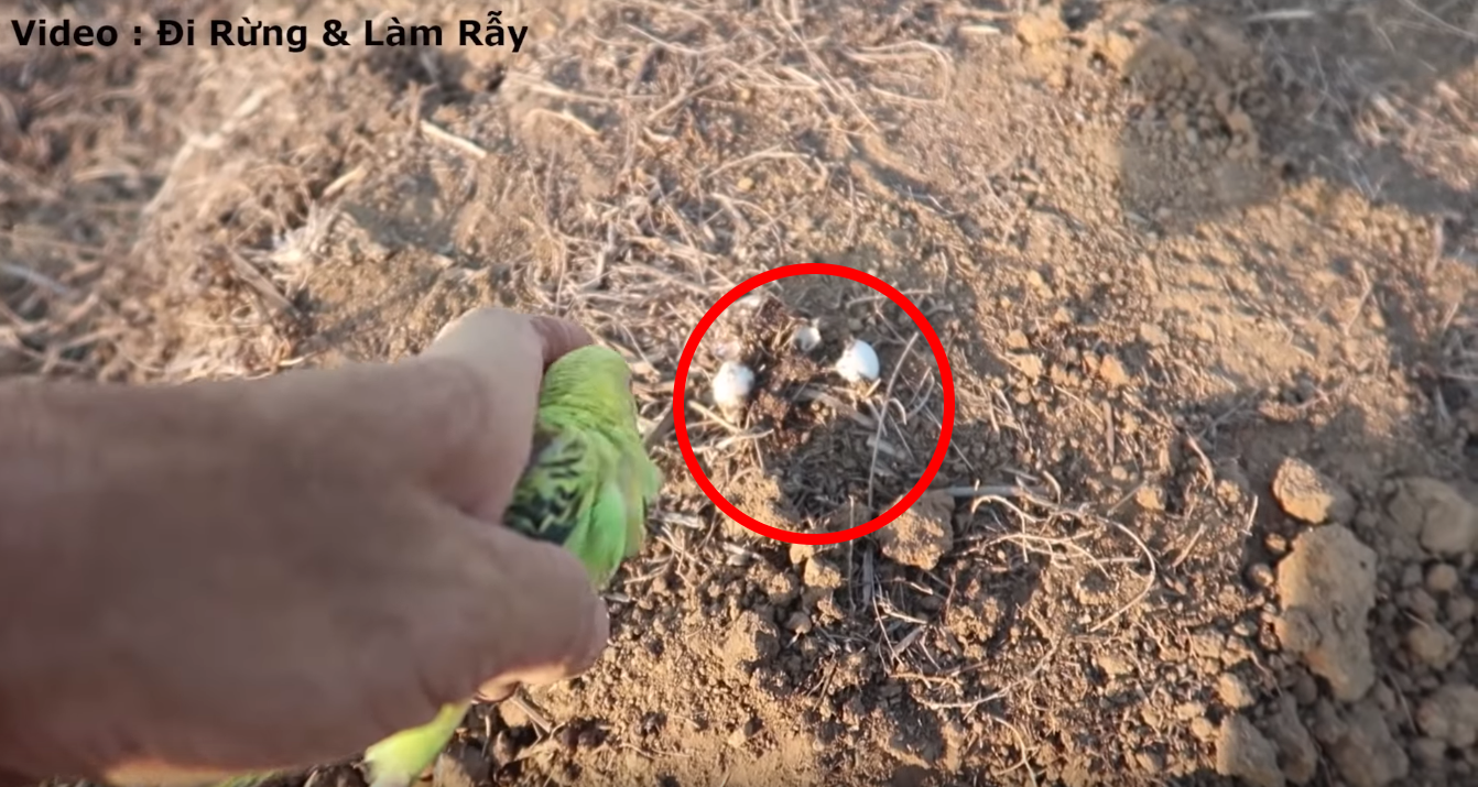 YouTuber Việt Nam còn làm những trò câu view vô đạo đức thế này đến bao giờ? - Ảnh 4.