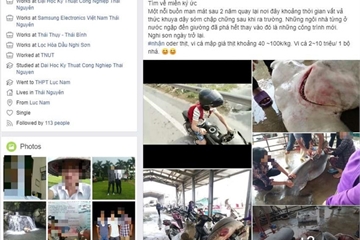 Thanh niên làm thịt cá mập đầu búa, rao bán vây 10 triệu trên Facebook