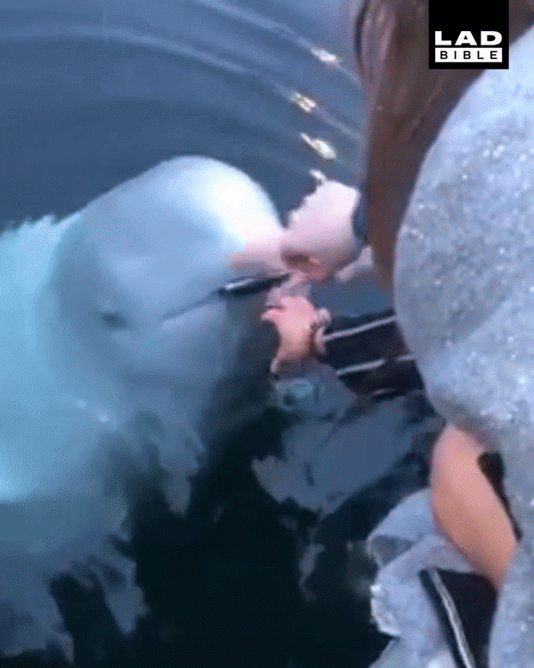 Cá voi trắng được internet tuyên dương vì nhặt được iPhone đem trả người mất - Ảnh 2.