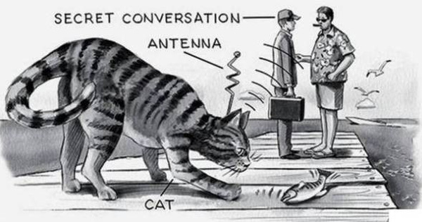 CIA chế tạo điệp viên 'Mèo Robot' mất mấy năm mới xong, vừa thả ra đường đã bị ô tô đâm chết