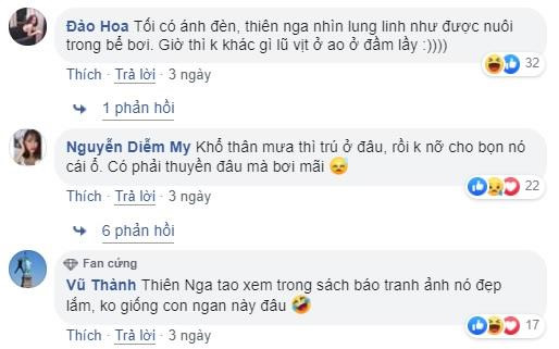 Dan mang lo lang cho ve dep cua dan thien nga o Hai Phong hinh anh 2
