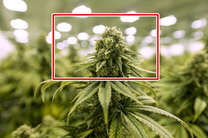 Tìm hiểu về các loại ma túy phổ biến và tác hại của chúng