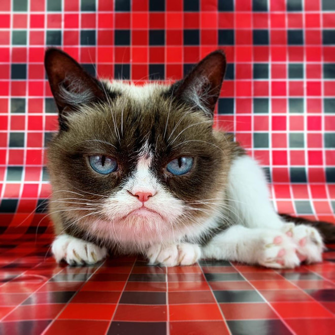 Chu meo cau co trong meme noi tieng 'Grumpy Cat' da qua doi hinh anh 1 