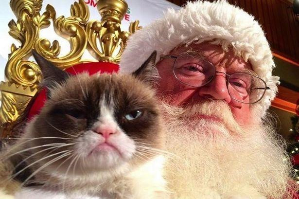 Chu meo cau co trong meme noi tieng 'Grumpy Cat' da qua doi hinh anh 3