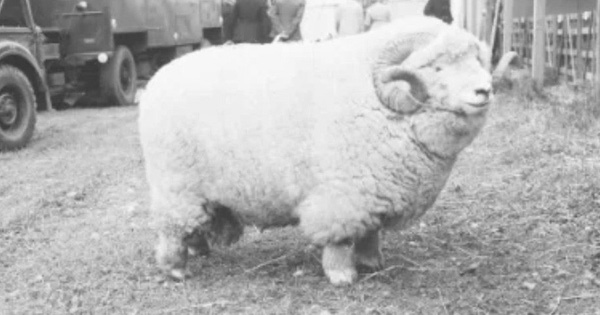 Tesla thuê anh chàng đứng sau meme 'absolute unit' về làm quản lý mạng xã hội của mình