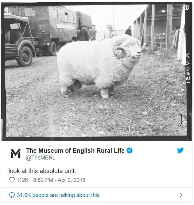 Tesla thuê anh chàng đứng sau meme absolute unit về làm quản lý mạng xã hội của mình - Ảnh 2.