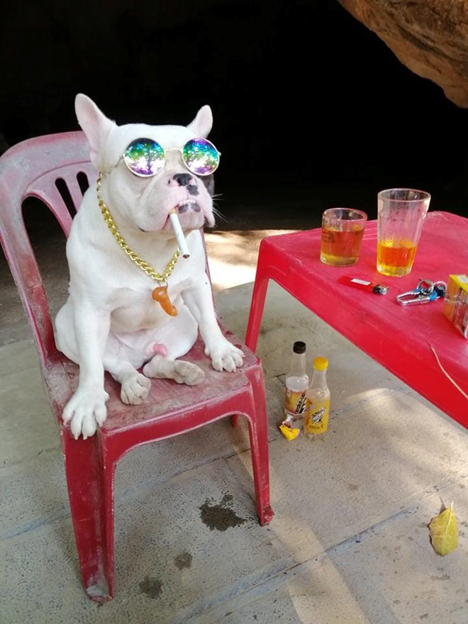 Chu cho o Ha Noi 'dam me' gom nhat chai, lo cu hinh anh 2