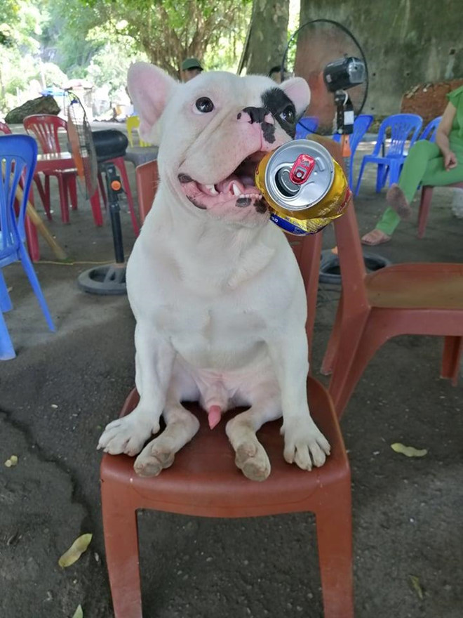 Chu cho o Ha Noi 'dam me' gom nhat chai, lo cu hinh anh 5