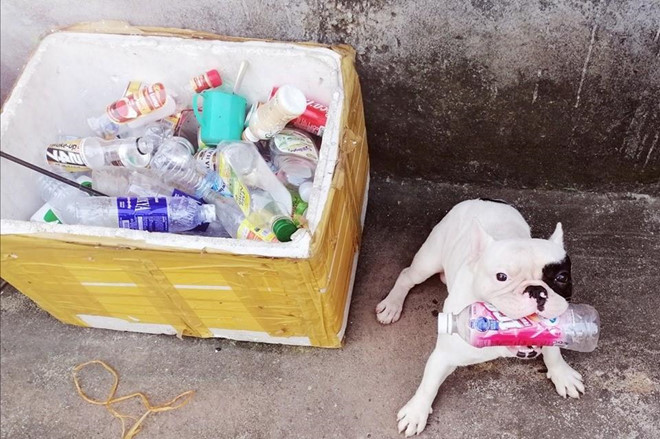 Chu cho o Ha Noi 'dam me' gom nhat chai, lo cu hinh anh 1