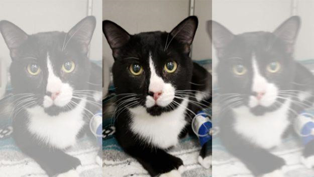 Roi vao may giat, chu meo bi quay 35 phut den toi ta hinh anh 1