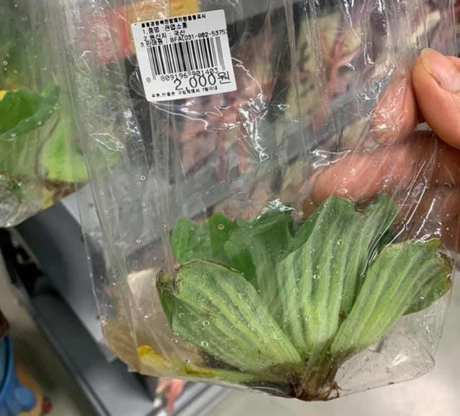 Hoc theo nam thanh nien vao sieu thi mua mot qua vai hinh anh 5