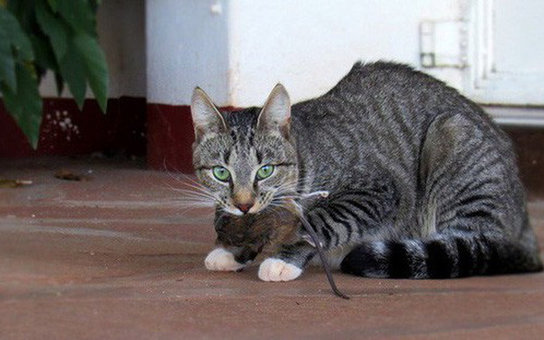 Chán cảnh mèo tha động vật chết về nhà, kỹ sư Amazon chế cửa mèo chui điều khiển bằng... AI