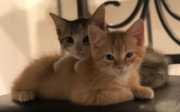 Công ty thuê hai chú mèo đáng yêu để giúp lập trình viên bớt căng thẳng, tăng cường tinh thần làm việc