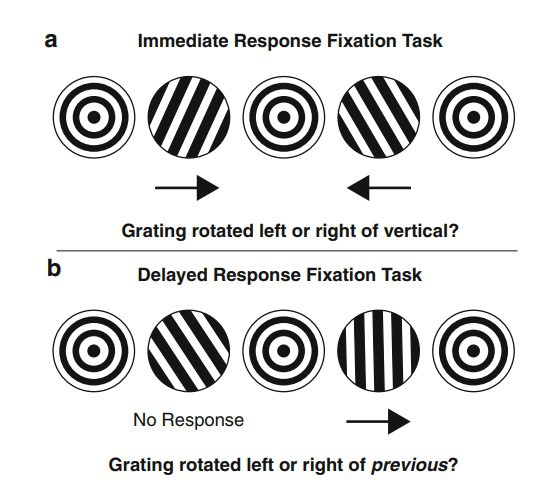 Ánh mắt là thứ khiến bạn mất tập trung khi lái xe, không phải não bộ - Ảnh 3.