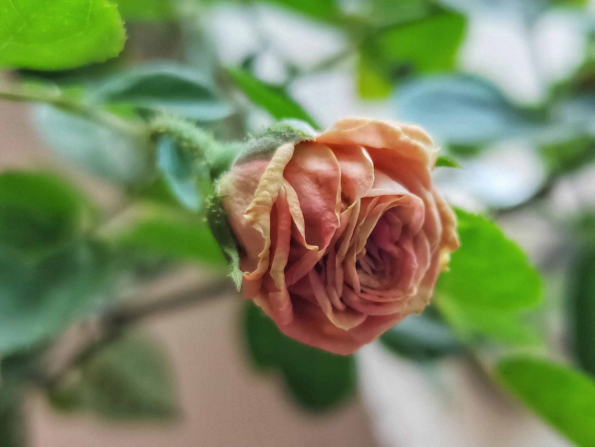 Chụp xóa phông người xưa rồi, giờ phải chụp đồ vật mới hút like - Ảnh 3.